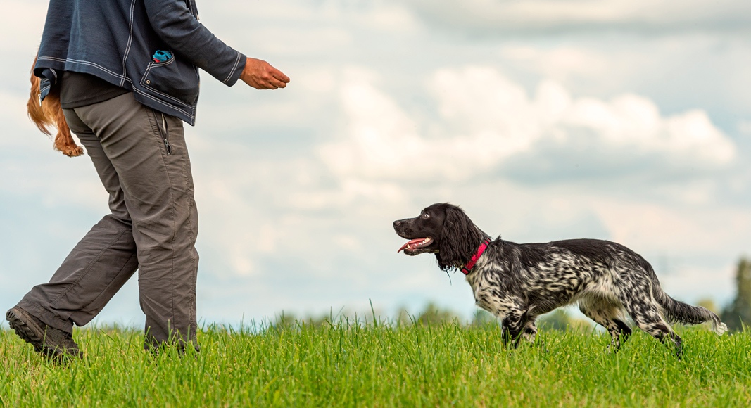 Impresión del entrenador canino
