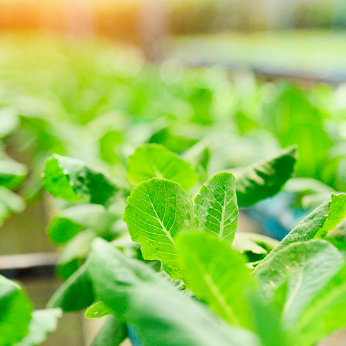 Cultivan sus propios alimentos