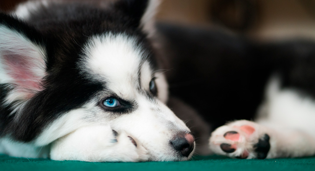Pomsky