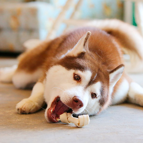Ahogamiento de la mascota: Cuerpo extraño