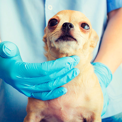 Ahogamiento de la mascota: enfermedades