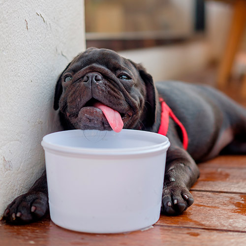 Ahogamiento de la mascota: golpe de calor