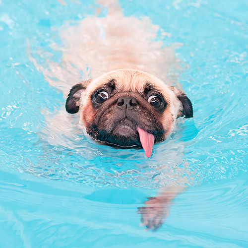 Ahogamiento de la mascota: inmersión