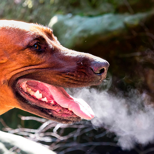 Ahogamiento de la mascota: intoxicación