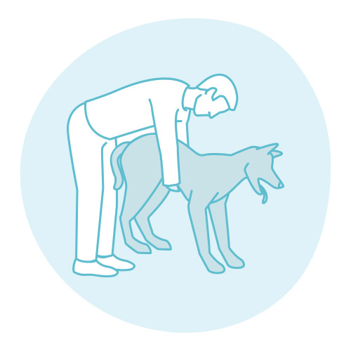 Maniobra de Heimlich en la mascota: paso1