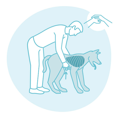 Maniobra de Heimlich en la mascota: paso 2