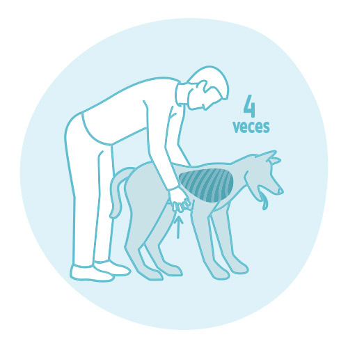 Maniobra de Heimlich en la mascota: paso 3