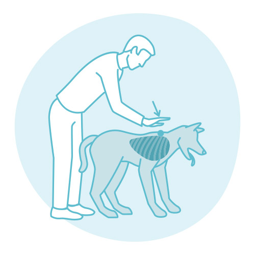 Maniobra de Heimlich en la mascota: paso 5