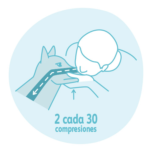 reanimación cardiopulmonar o RCP:: paso 4