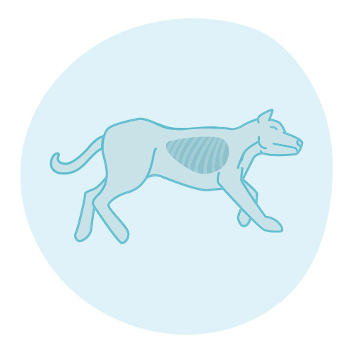 Respiración de rescate en una mascota: paso 1