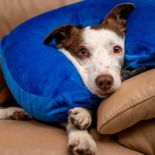 Ahogamiento de la mascota: traumatismo