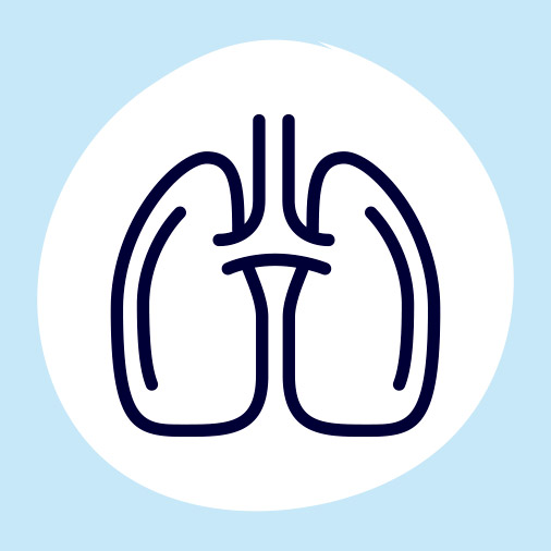 Sistema respiratorio