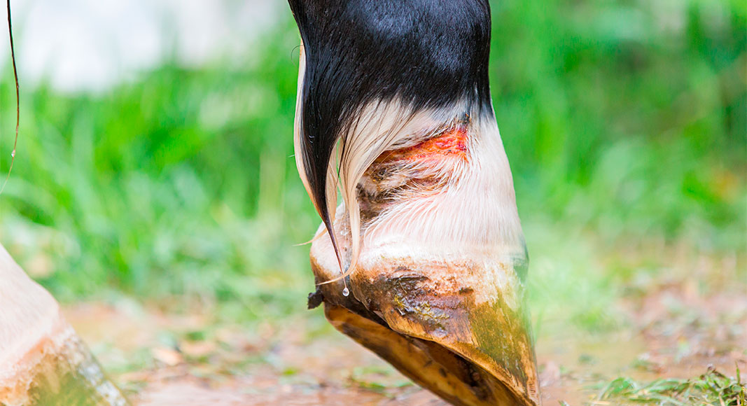Heridas en caballos