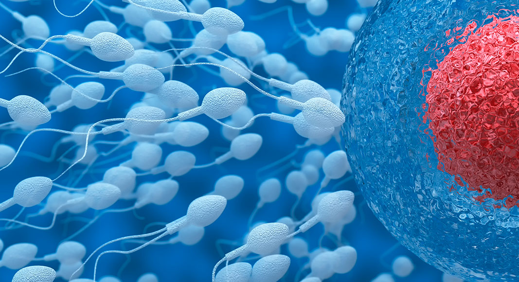 Beneficios del sexo para la salud: aumenta la fertilidad