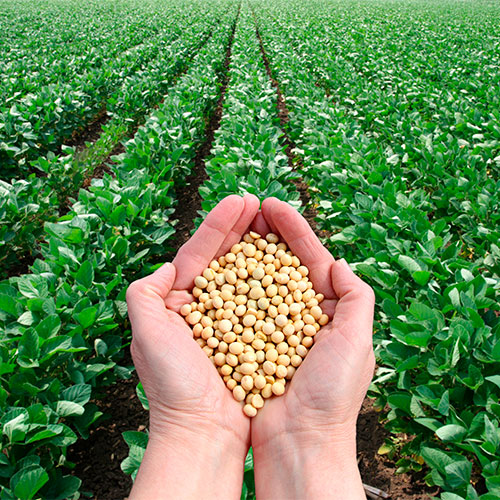 Soja