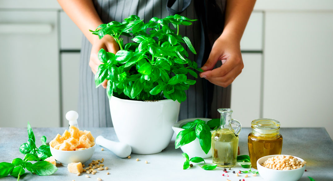 propiedades de la albahaca