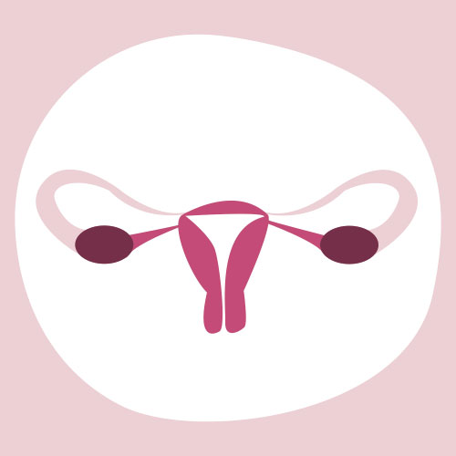 Ciclo menstrual