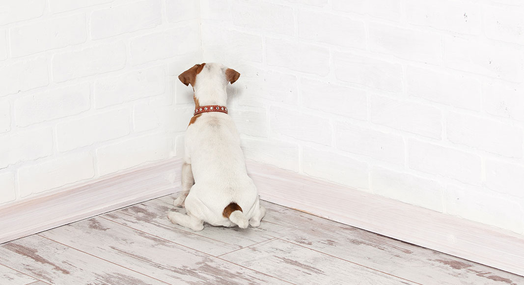 Consejos para habituar al animal al uso del bozal : no como castigo