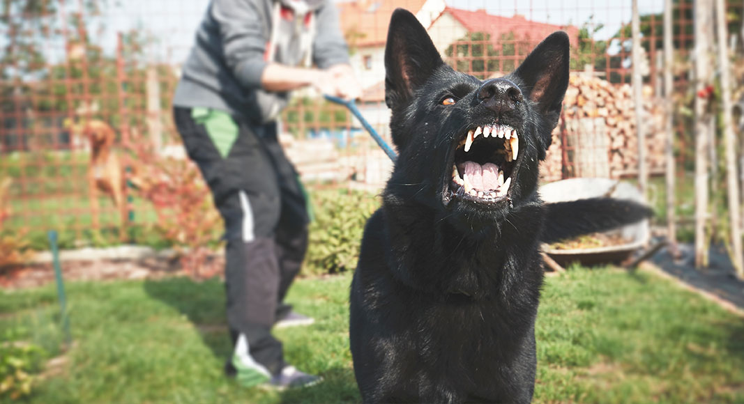 Perros agresivos entre sí