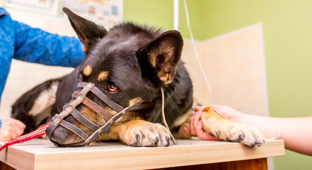 Perro con bozal en una intervención veterinaria