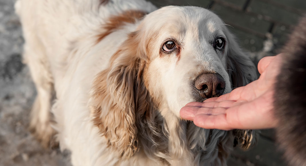 Perro con miedo a las personas