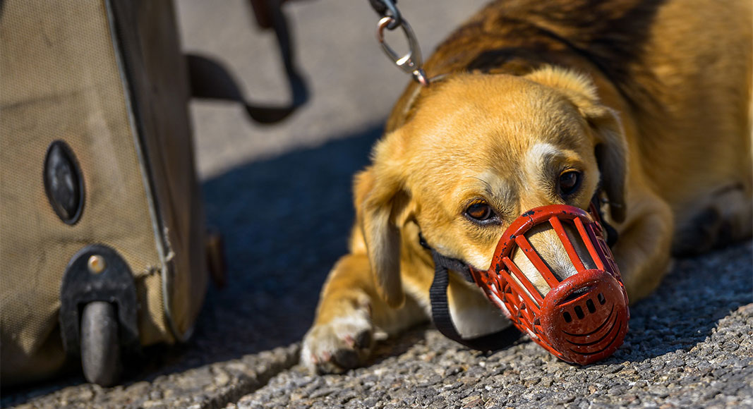 Perro con bozal para viajar