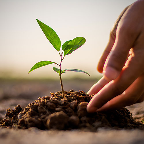 Plantar un huerto en casa: sembrar plantones