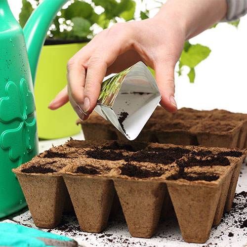 Plantar un huerto en casa: plantar directamente