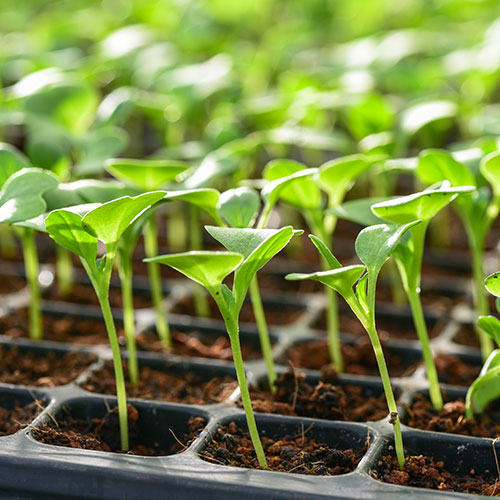 Plantar un huerto en casa: semilleros