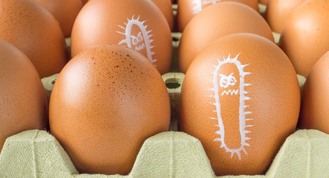 Enfermedades originadas por el consumo de alimentos: salmonelosis