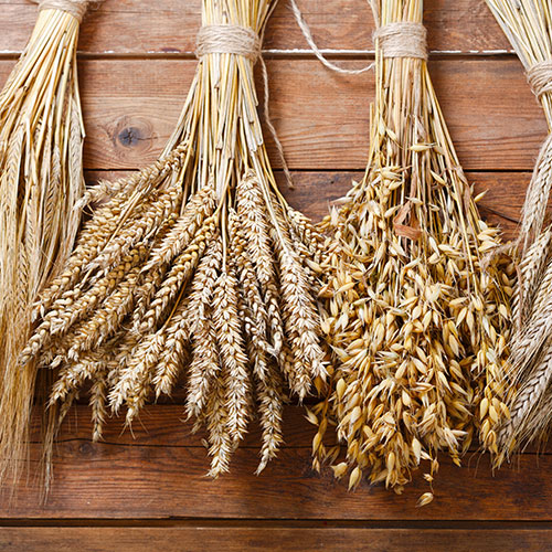 Alimentos principales de la dieta nórdica: cereales de grano