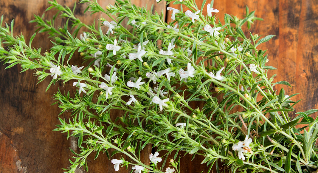 Ajedrea (Satureja montana L.)