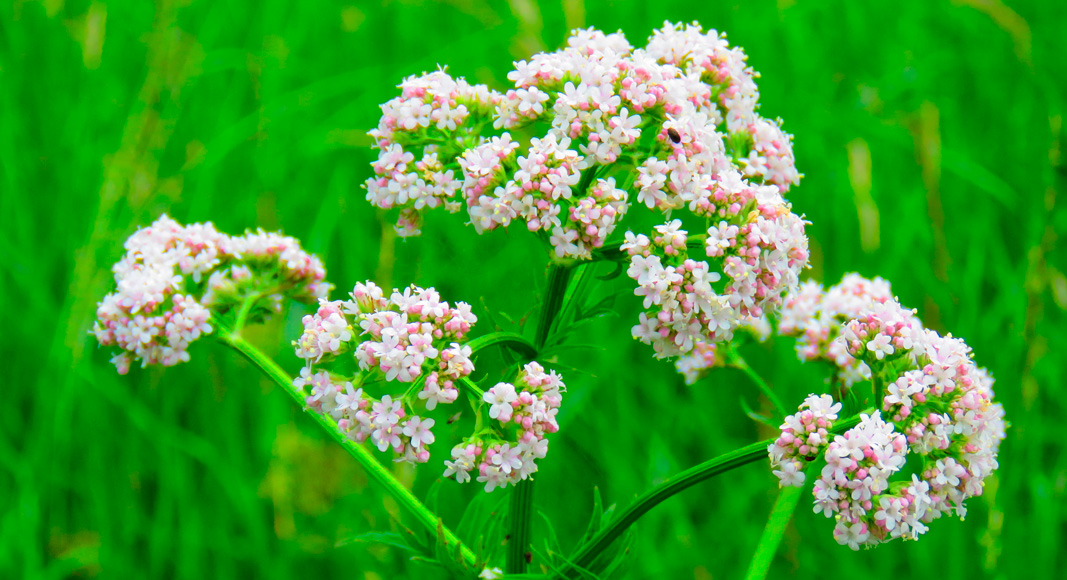 Anís verde (Pimpinella anisum L.)