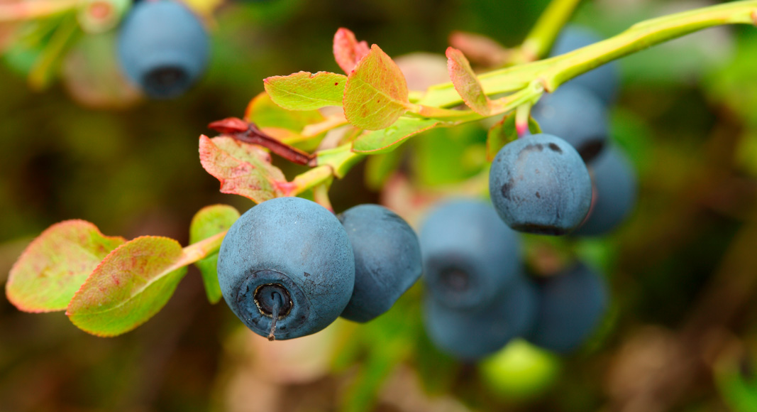 Arándano (Vaccinium myrtillus L.)