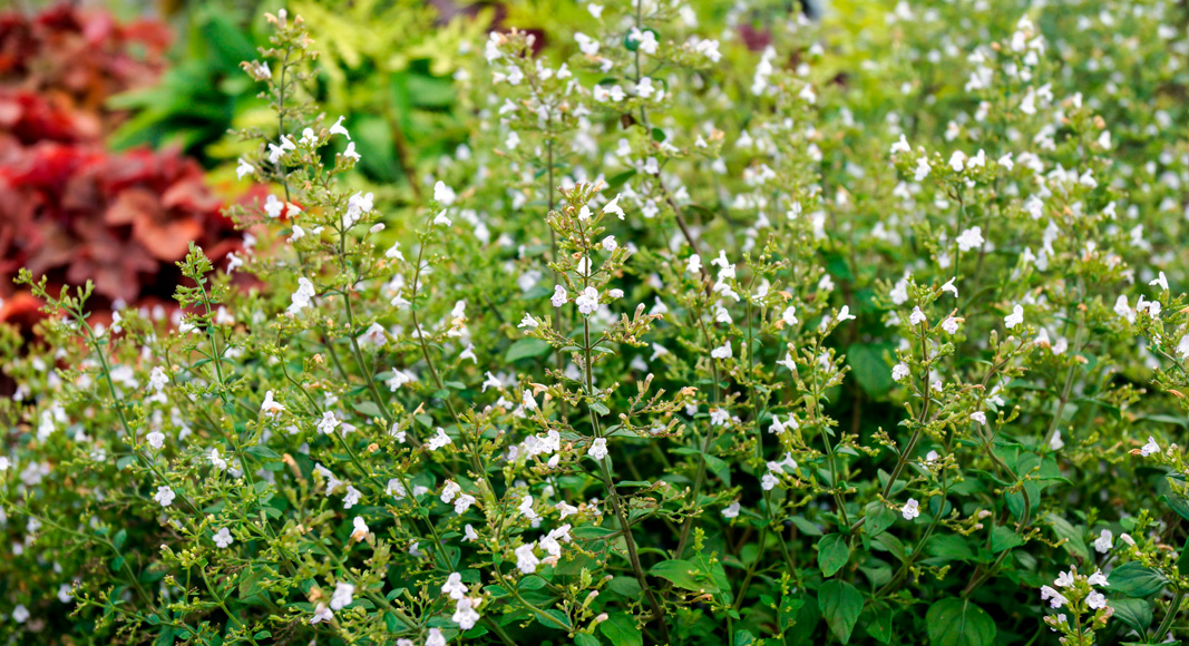 Calamento o calaminta (Satureja calamintha Schelle (Calamintha nepeta)