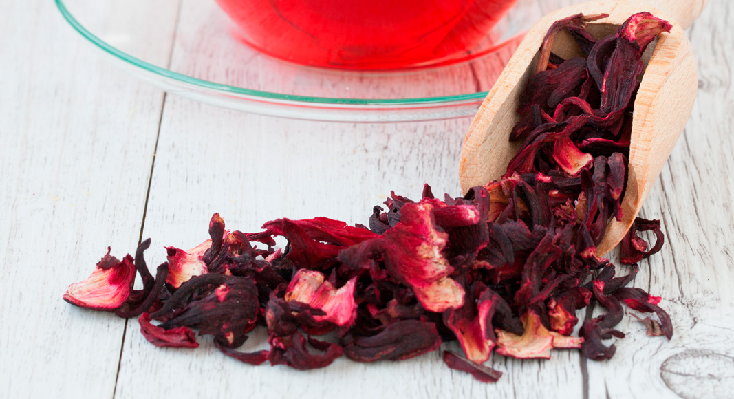 Hibisco (Hibiscus sabdariffa L.)