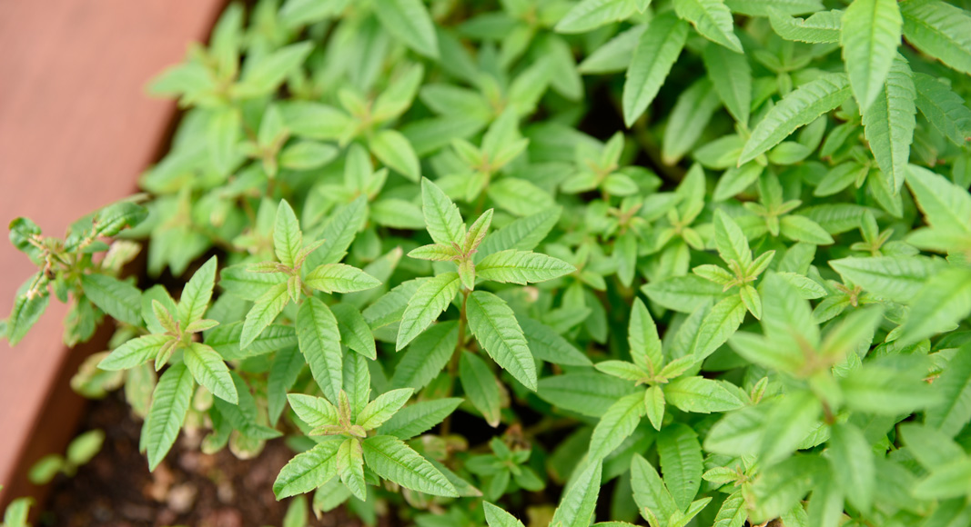 Hierba Luisa (Lippia triphylla (L’ Hér.) O. Kuntze)