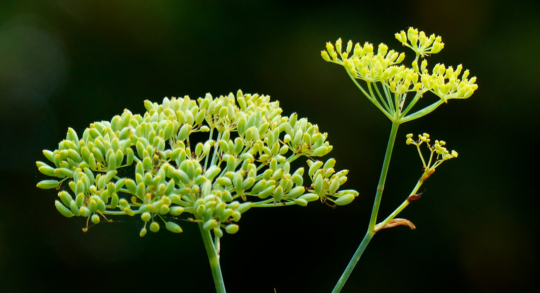 Hinojo (Foeniculum vulgare Miller)