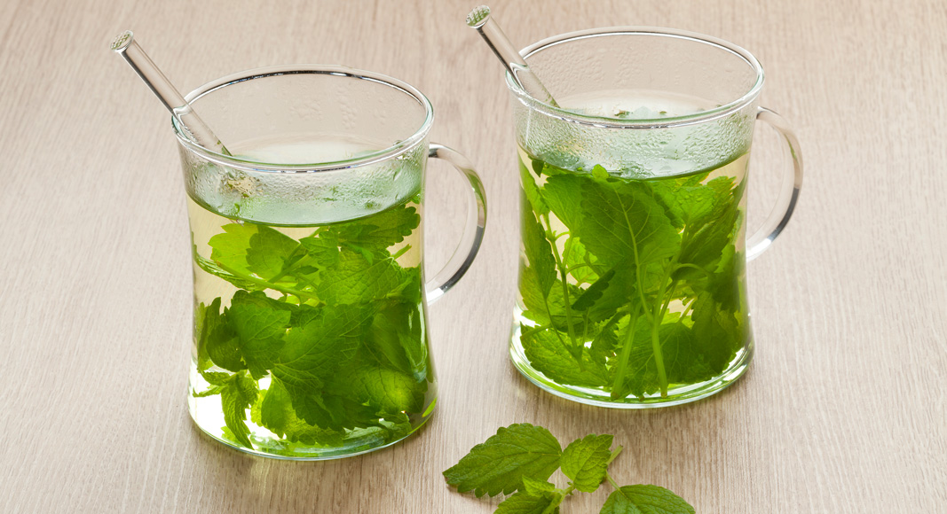 Melisa (Melissa officinalis L.)