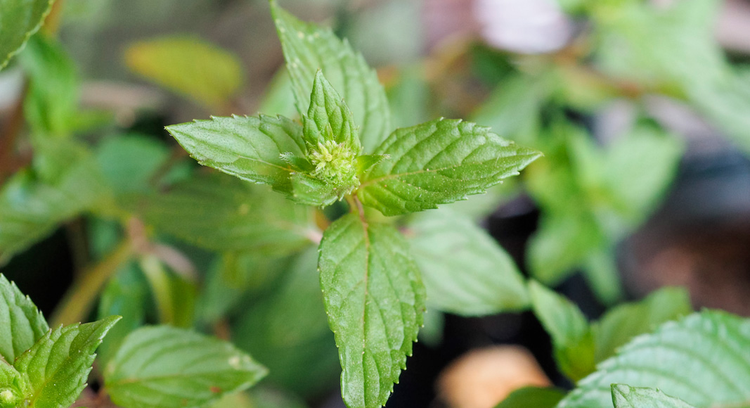 Menta (Mentha x piperita L.)