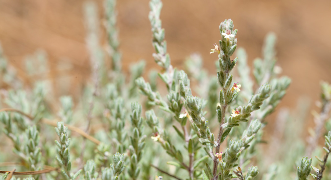 Poleo blanco (Micromeria fruticosa (L.) Druce)