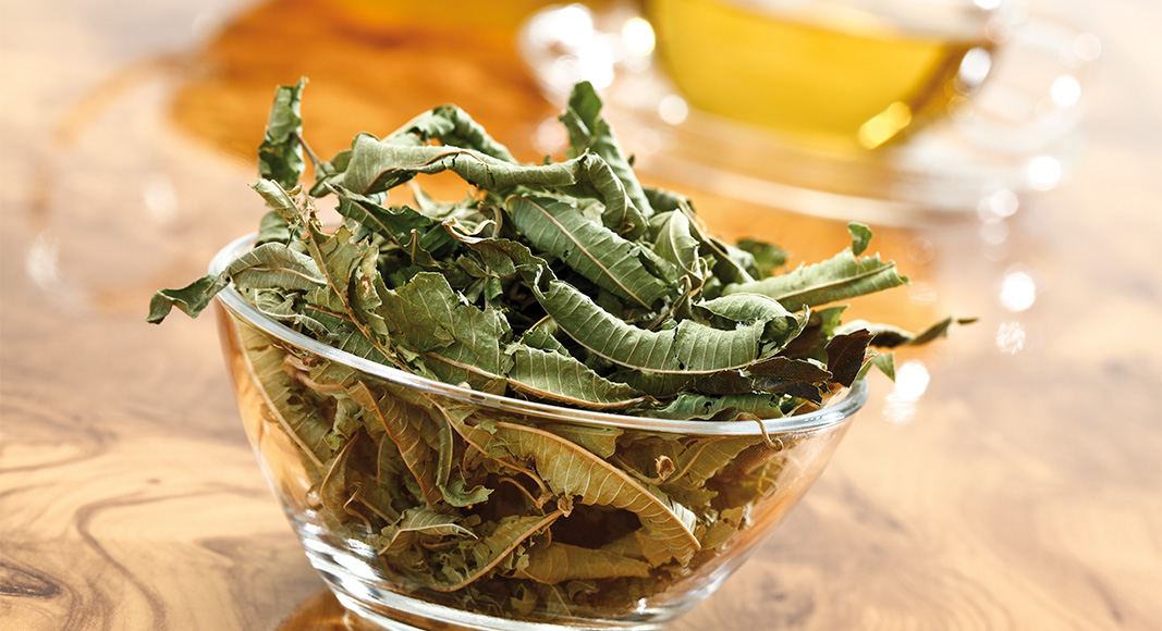 Verbena (Verbena officinalis L.)