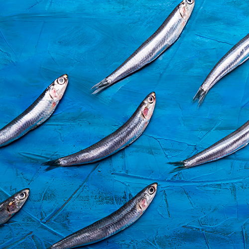 Alimentos recomendados en la fibromialgia : pescados