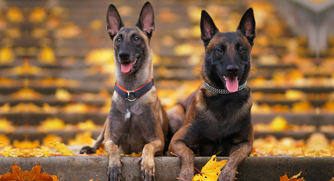 Pastor belga Malinois
