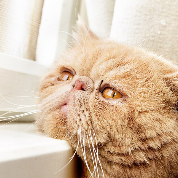 Factores de riesgo del hipotiroidismo felino: edad