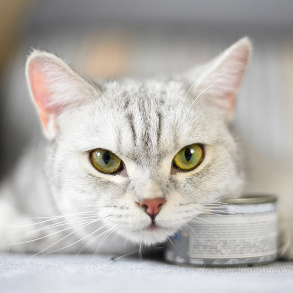 Factores de riesgo del hipotiroidismo felino: dietas húmedas en lata