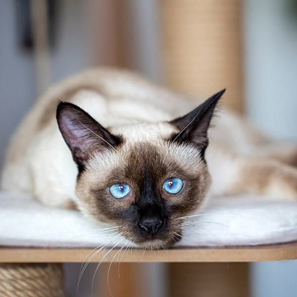 Factores de riesgo del hipotiroidismo felino: raza