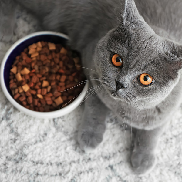 Factores de riesgo del hipotiroidismo felino: concentración de yodo en la comida