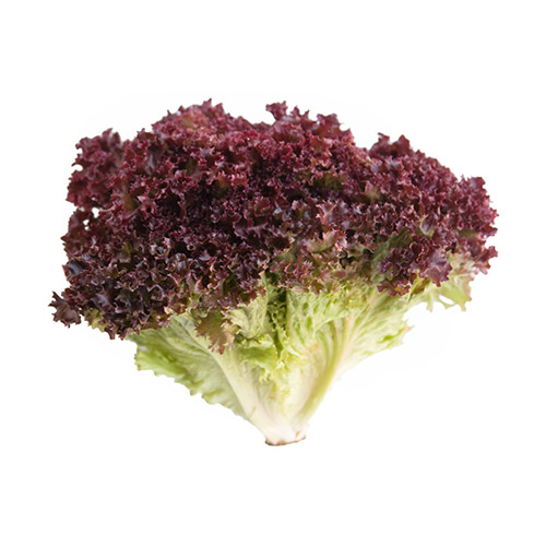 Lechuga Lollo rosso