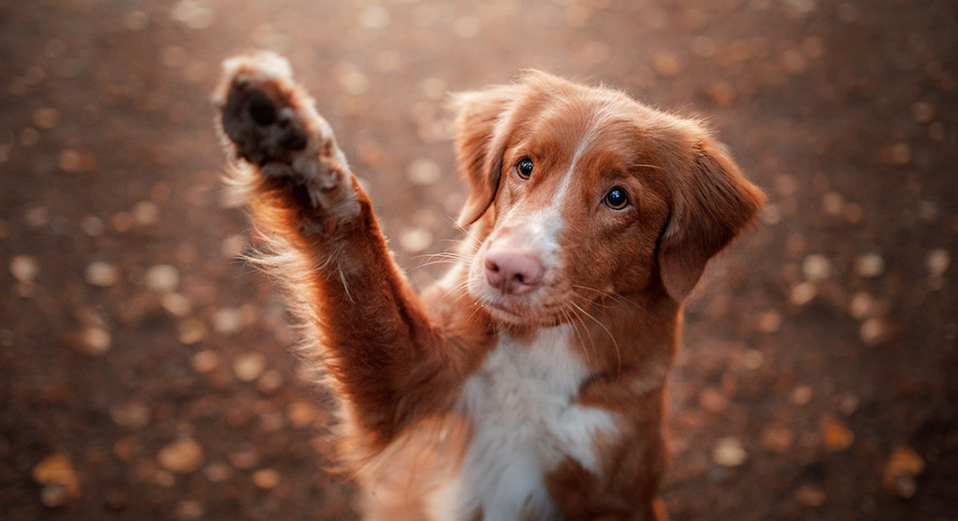 Perro levantando la pata para despedirse
